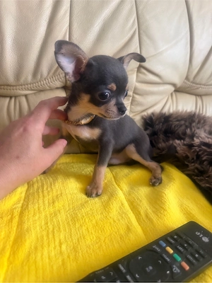 Ein wundervoller männlicher Chihuahua-Welpe steht zum Verkauf.