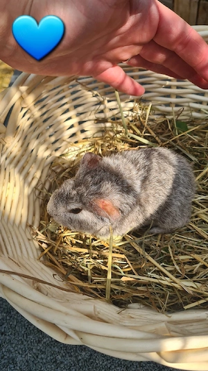 Meerschweinchen, Meerschweinchenböckchen 