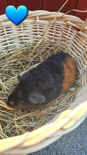 Meerschweinchen, Meerschweinchenböckchen 