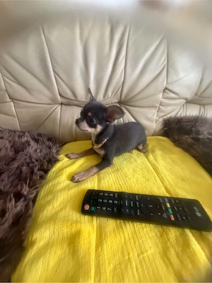 Ein wundervoller männlicher Chihuahua-Welpe steht zum Verkauf.