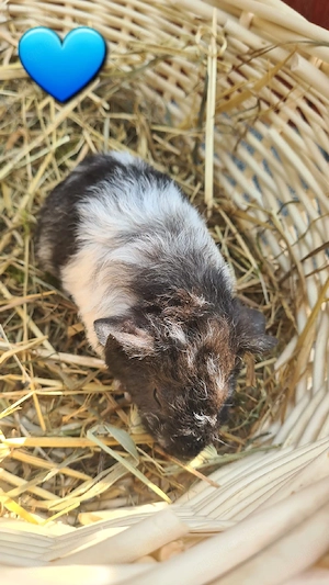 Meerschweinchen, Meerschweinchenböckchen 
