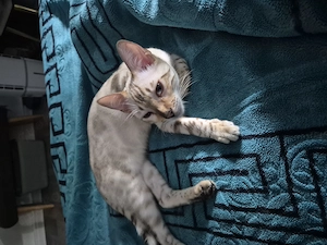Wunderschöner Bengal-Kater sucht ein liebevolles Zuhause  