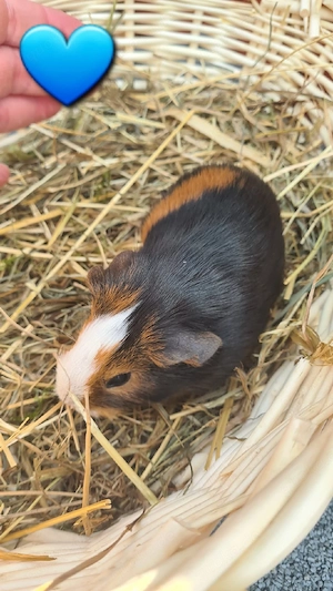 Meerschweinchen, Meerschweinchenböckchen 