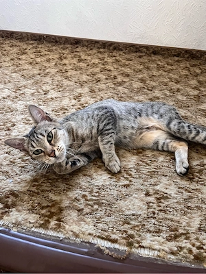 Wunderschöne, sehr verschmiegte & liebevolle Hauskatze sucht neues Zuhause