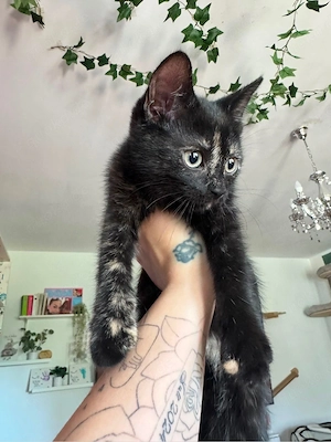 bkh kitten  Bild 2