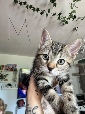 bkh kitten  Bild 1