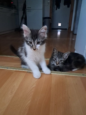 Kitten suchen ein Zuhause
