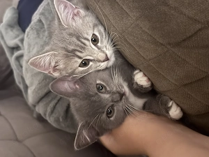 Zwei zauberhafte Britisch-Kurzhaar-Kitten suchen ein liebevolles Zuhause   