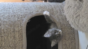 Wunderschöne reinrassige Maine Coon kitten