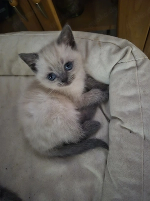 BKH Blue Point Kitte