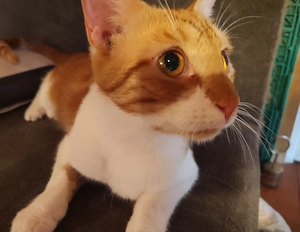 Hübscher Kater sucht ein schönes Zuhause 