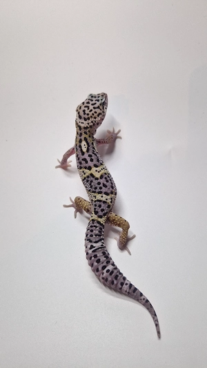 1.0 Black Night Mack Snow het. Raptor  Bild 3