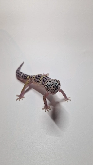 1.0 Black Night Mack Snow het. Raptor 