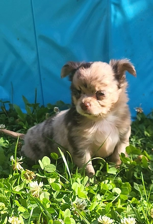 Chihuahua sucht Körbchen