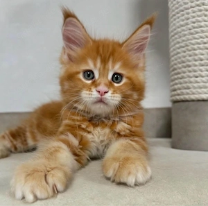 3 XXL Maine Coon Kitten zu verkaufen