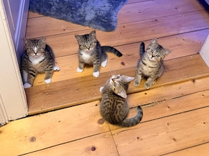 BKH Kitten 