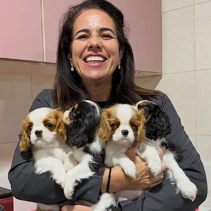Zauberhafte Cavalier King Charles Spaniel Welpen   Blenheim & Tricolor   