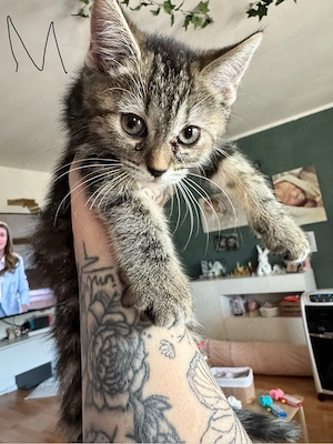 bkh kitten 