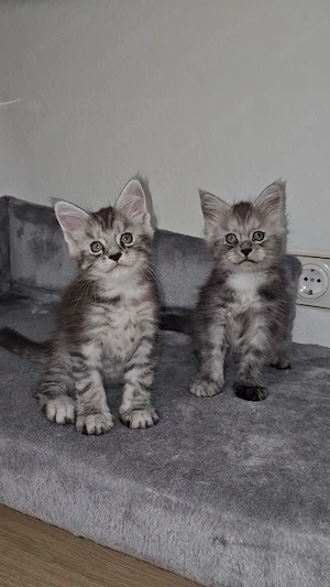Wunderschöne xxl Maine Coon Kitten sucher liebevolle Familien