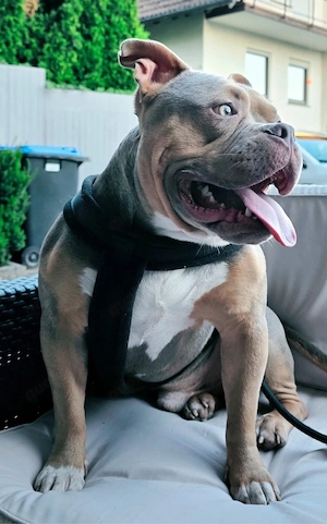 american bully deckrüde 
