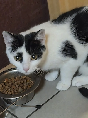 Katze braucht neues zuhause