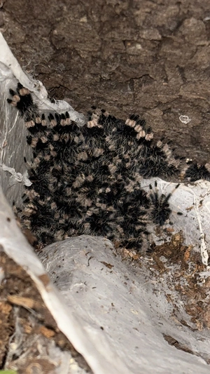 Psalmopeus irminia FH2 