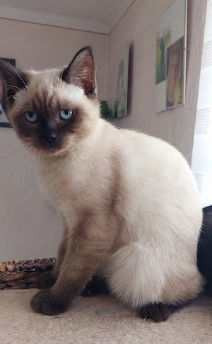 Zuckersüße BKH-Siam-Mix Kitten