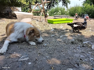Atari, Aussie -Border Collie Rüde sucht ein neues Zuhause Bild 4