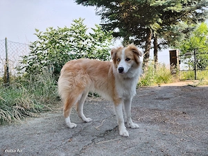 Atari, Aussie -Border Collie Rüde sucht ein neues Zuhause Bild 3