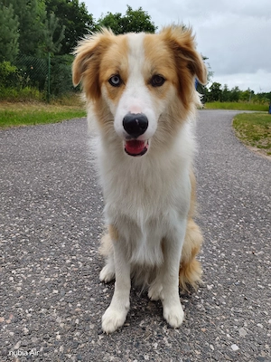 Atari, Aussie -Border Collie Rüde sucht ein neues Zuhause Bild 2
