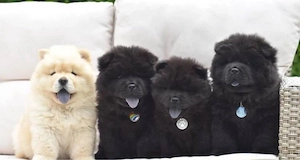 Super Chow chow welpen