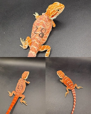 Pogona Vitticeps Farbbartagamen Bild 8