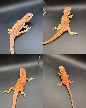 Pogona Vitticeps Farbbartagamen Bild 3