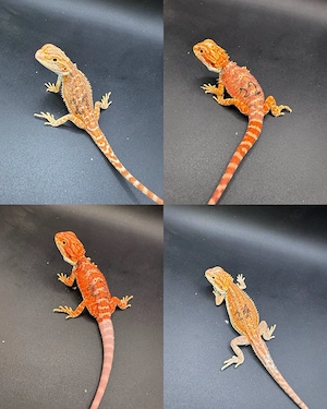 Pogona Vitticeps Farbbartagamen Bild 5