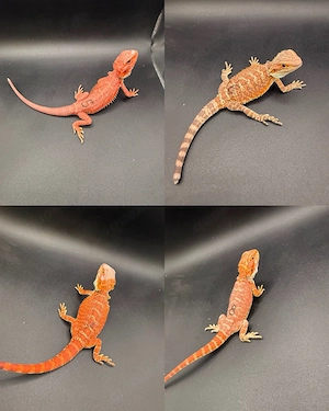 Pogona Vitticeps Farbbartagamen