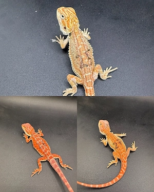 Pogona Vitticeps Farbbartagamen Bild 6