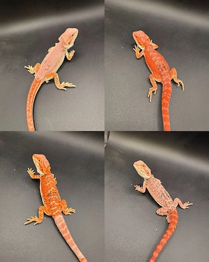 Pogona Vitticeps Farbbartagamen Bild 4