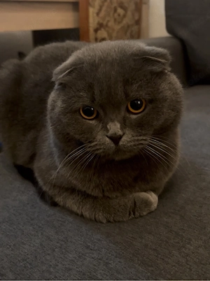 Schottische Faltohrkatze
