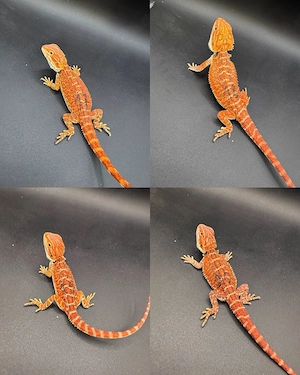 Pogona Vitticeps Farbbartagamen Bild 7
