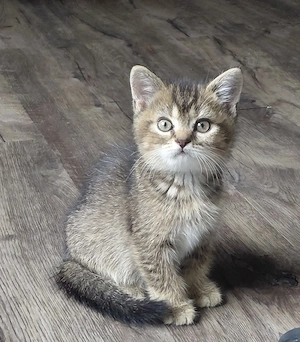 Sofort abgabebereit. Britisch Kurzhaar (BKH) Kitten suchen ein liebevolles Zuhause