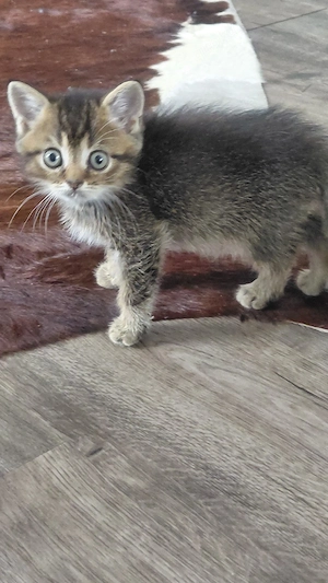 Sofort abgabebereit. Britisch Kurzhaar (BKH) Kitten suchen ein liebevolles Zuhause