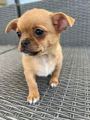 Chihuahua mix Welpen  männlich