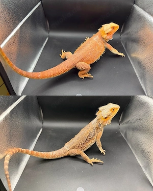 Pogona Vitticeps Farbbartagamen Weibchen 3 Jahre alt 