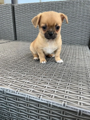 Chihuahua Mix Hündin 