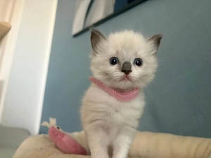 Ragdoll Kitten Blue mitted & Blue Point