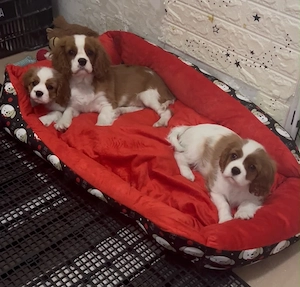Cavalier King Charles Spaniel Welpen   Nur noch 2 bezaubernde Welpen verfügbar