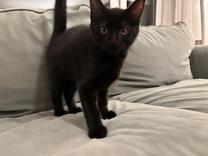 süße Babykatze abzugeben   13 Wochen alt, verspielt & verschmust