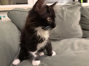 3 süße Babykatzen abzugeben   12 Wochen alt, verspielt & verschmust