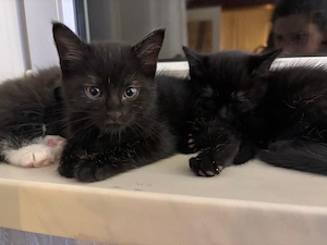 2 süße Babykatzen abzugeben   13 Wochen alt, verspielt & verschmust