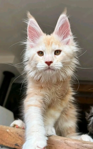      Wunderschöne Maine-Coon-Kätzchen suchen ein liebevolles Zuhause fürs Leben     